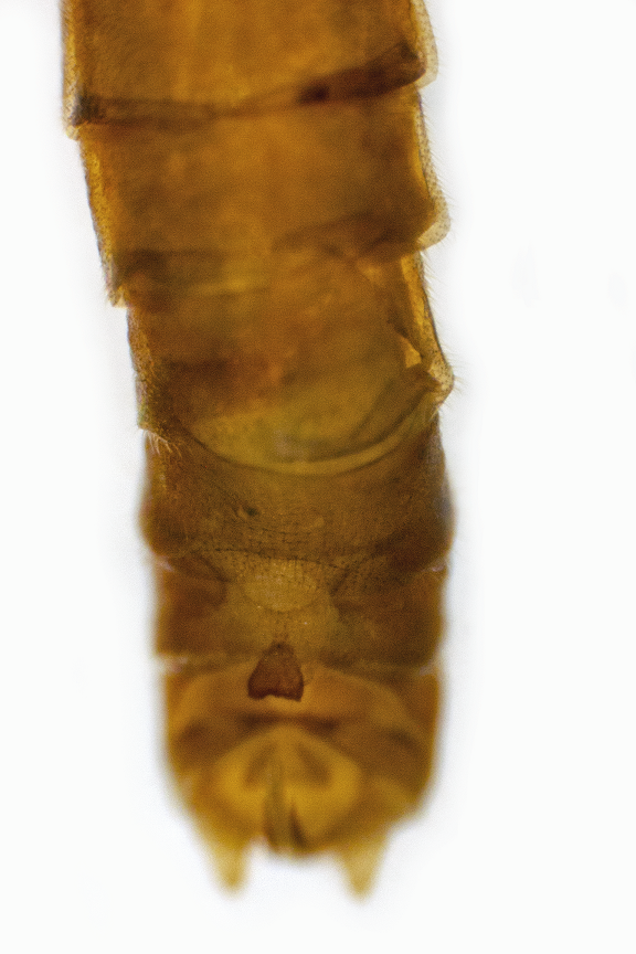 muzjak euctra papukensis male dorsal