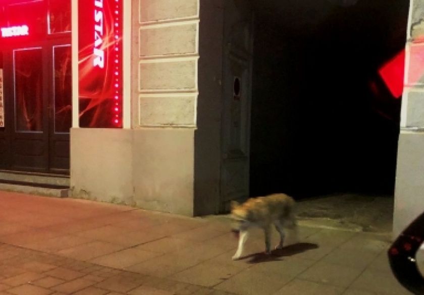 Čagalj u centru grada Požege - kružnu tok na kraju Ulice Matice hrvatske