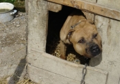 Najnoviji slučaj ilegalnog uzgajališta pasa dokazuje da se borbe pasa u Hrvatskoj i dalje održavaju