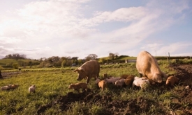 Novi slučajevi afričke svinjske kuge (ASK) na objektima u naseljima Bijelo Brdo i Lug - rješenje o proširenim zonama ograničenja