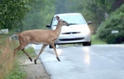 Vozači oprez - divljač na cesti - u lipnju već 13 sudara sa životinjom na cesti