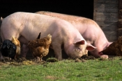 Objavljen natječaj za sufinanciranje postavljanja dvostrukih ograda u uzgojima svinja koje se drže na otvorenom za 2021. godinu