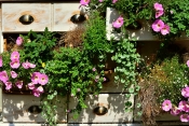 Kako uzgojiti kvalitetan vrt na balkonu u samo par koraka