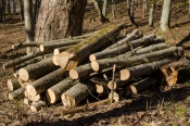 Otuđena stabla johe i graba te gorivo iz šumskih traktora i nadzorna kamera &quot;Hrvatskih šuma&quot;