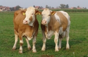 Novih 9,4 milijuna kuna iz PRR-a za ulaganje u tovno govedarstvo u Slavoniji