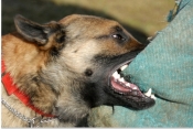 Dva napada pasa neodgovornih vlasnika rezultirala s dvoje ozlijeđenih osoba