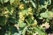 Izuzetna kvaliteta grožđa u kutjevačkom vinogorju s nešto ranijom berbom