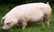 Europska komisija odobrila 3 milijuna kuna vrijedan program potpore proizvođačima tovnih svinja