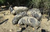 Europska komisija odobrila hrvatski Program potpore sektoru svinjogojstva za nadoknadu gubitaka zbog naređenih mjera za sprječavanje afričke svinjske kuge