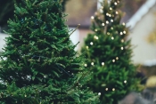 Odvoz božićnih drvaca počinje 7. siječnja