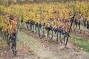 U vinskoj klijeti požeškog Veleučilišta održana radionica &quot;Digitalna poljoprivreda u vinogradarstvu&quot;