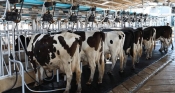 Na raspolaganju 150 milijuna kuna za sektor mliječnog govedarstva