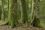 Objavljen novi javni poziv za dugoročni zakup šumskog zemljišta
