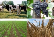 Rast vrijednosti poljoprivredne proizvodnje na gotovo 19 mlrd kuna