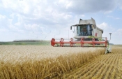 Hrvatska poljoprivreda: Biljna proizvodnja rasla za 8,7%, stočarstvo za 4,3%, izvoz za 5%
