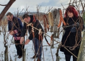 Kutjevački vinogradari i vinari obavili tradicionalno Vincelovo i orezivanje trsova loze