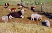 Poziv na anketiranje uzgajivačima konja, ovaca i koza te goveda u sustavu krava-tele