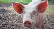 Europska agencija za sigurnost hrane poziva na oprez od afričke svinjske kuge