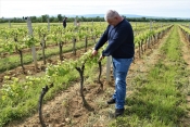 Iz vinarije KUTJEVO najavljuju siguran otkup grožđa i jačanje suradnje s kooperantima