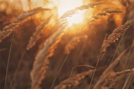 Otvoren natječaj za ulaganja u preradu poljoprivrednih proizvoda vrijedan 70 milijuna eura