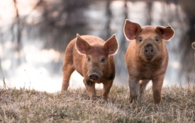 Novi slučajevi afričke svinjske kuge u Osječko-baranjskoj županiji - u općini Darda i na divljim svinjama u Kopačkom ritu