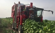 Kombajni za berbu duhana bit će uvjet za opstanak proizvodnje