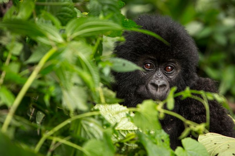 Mountain Gorilla Paul Robinson