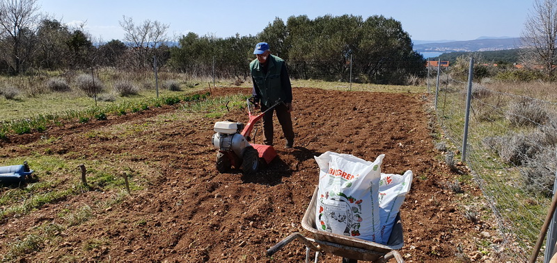 2026 02 sadnja krumpira biogrena