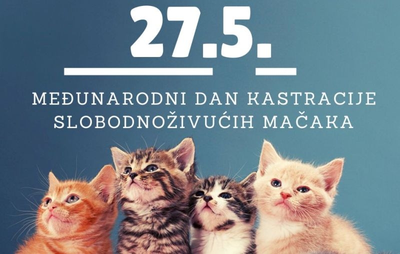 27. svibnja obilježava se Međunarodni dan kastracije slobodnoživućih mačaka - gradovi i općine preuzmite odgovornost