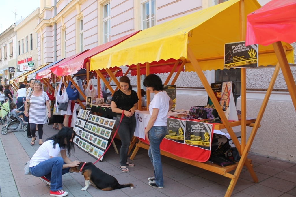 Akcijom kastracije smanjiti broj napuštenih životinja