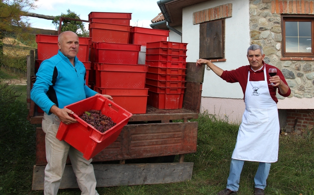 Crni Caberneti za poznati brand „Kitokret“