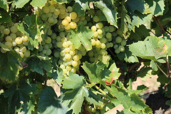 Izuzetna kvaliteta grožđa u kutjevačkom vinogorju s nešto ranijom berbom