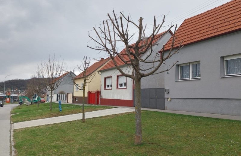 Komunalac Požega poručuje građanima - orezivanje stabala prepustite našim djelatnicima