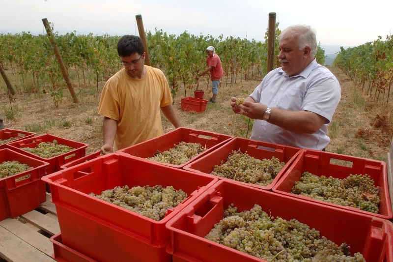 Novi brend vraćaju na vinsku kartu Hrvatske