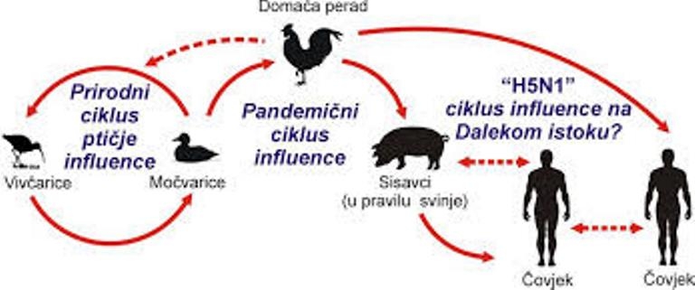 Pojava visoko patogene influence ptica u državama članicama EU