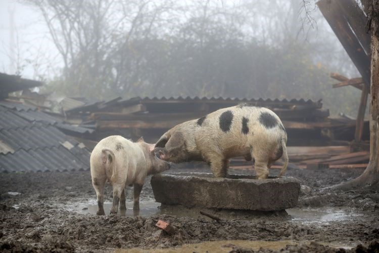 Poljoprivrednim gospodarstvima na potresom pogođenim područjima pružit će se financijska pomoć