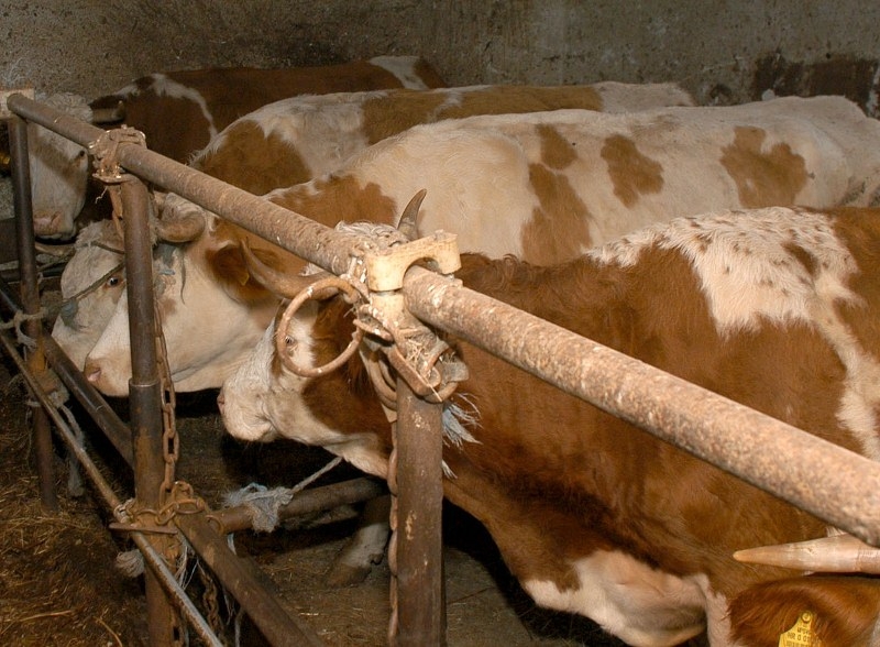 Potiču trajne nasade i stočarstvo