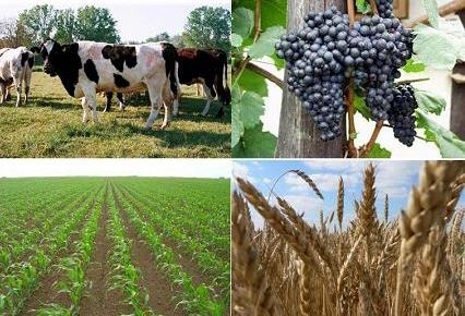 Požeško-slavonskim poljoprivrednicima 20 milijuna kuna pomoći za saniranje šteta od tuče i poplava