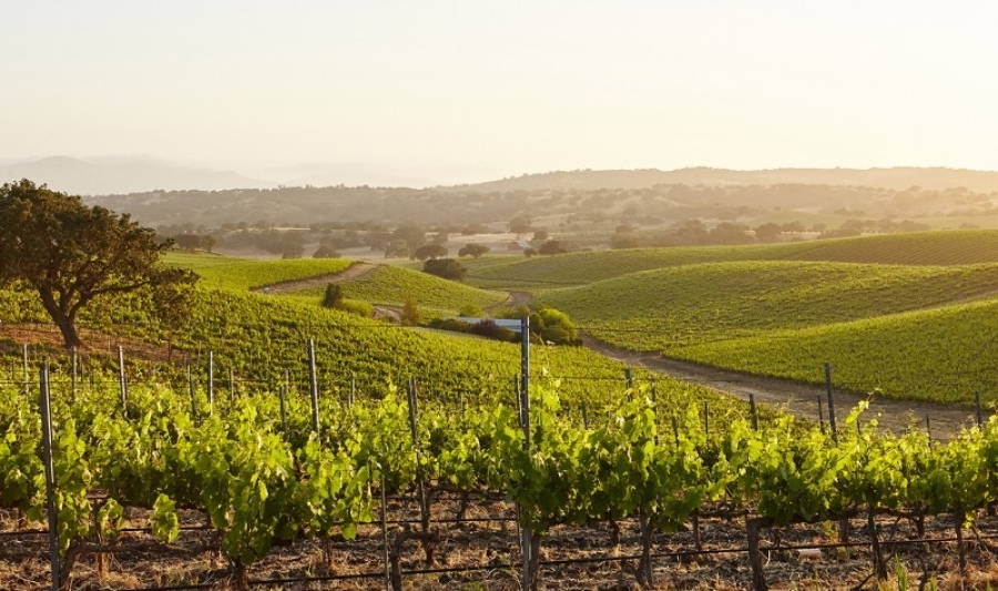 Preporuke za zaštitu početkom svibnja za voćare, vinogradare i ratare