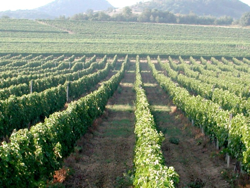 Samo s upisom vinogradari će moći ostvariti svoja prava