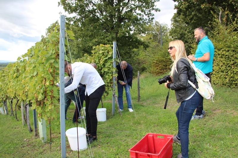 U prigodi berbe grožđa 2022. održan Media day Vinarije Kutjevo na lokaciji Vinkomira
