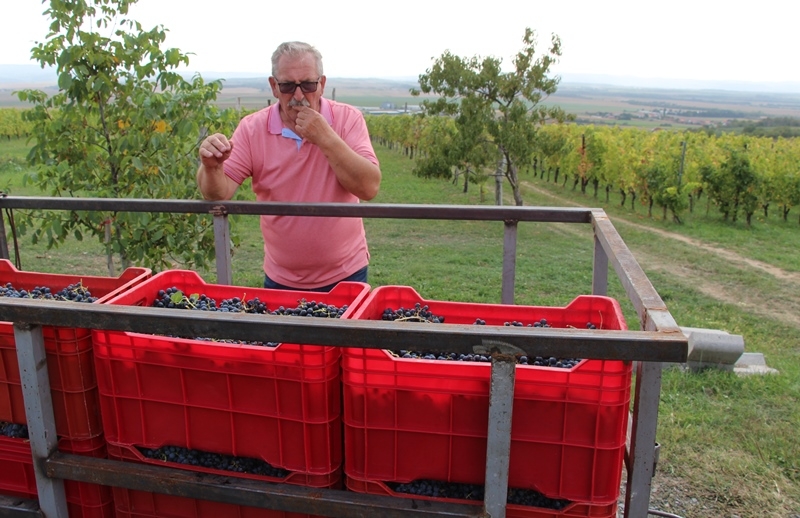 Vinarija Krauthaker obrala zinfandel, rijetku sortu grožđa i za sada jedini nasad na kontinentu