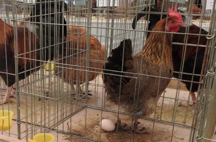 Zahtjev za potpore za unaprjeđenje uzgoja izvornih pasmina peradi možete podnijeti do 20. listopada
