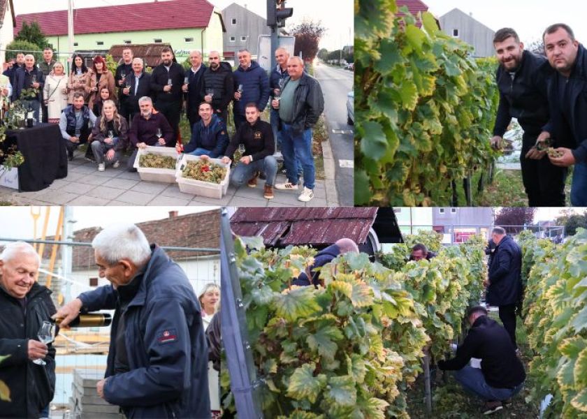 Kutjevački vinari obilježili završetak berbe na Trgu graševine: Za novog vincilira izabran Lovro Potrebica
