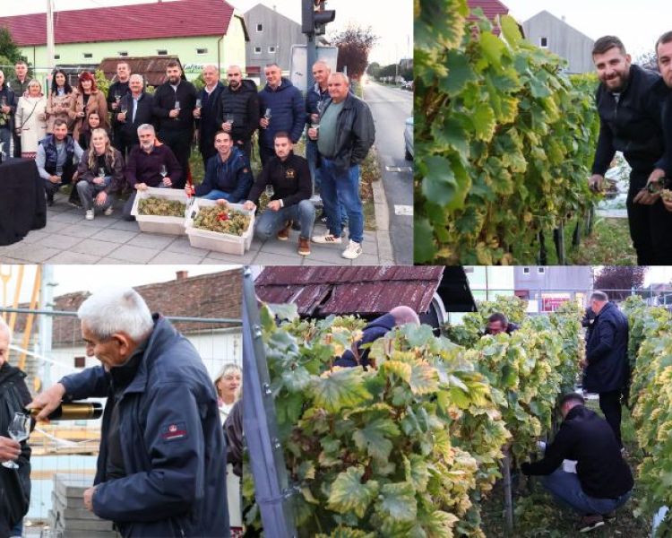 Kutjevački vinari obilježili završetak berbe na Trgu graševine: Za novog vincilira izabran Lovro Potrebica