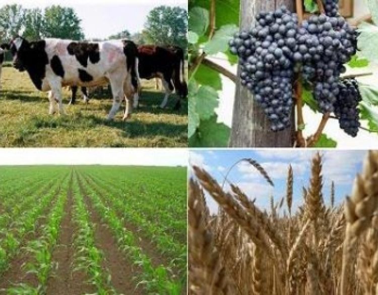 Ministarstvo poljoprivrede  predstavilo paket izvanrednih mjera pomoći za poljoprivredu i ribarstvo