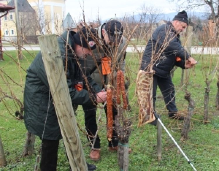 Tradicija prvog orezivanja vinskog trsa i proslavljanje 