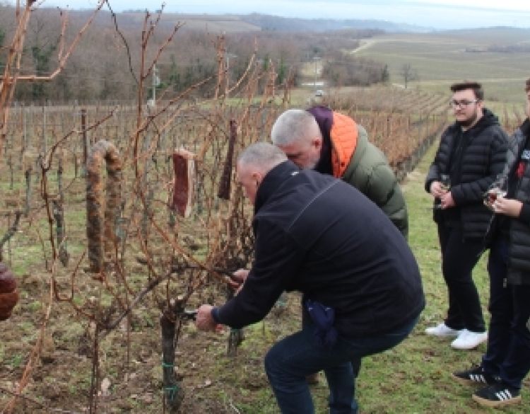 Orezani trsovi vinske loze i obilježeno prvo Vincelovo ove godine u Požeštini u vinogradu FTRR i Vinum Academicum iznad Vetova