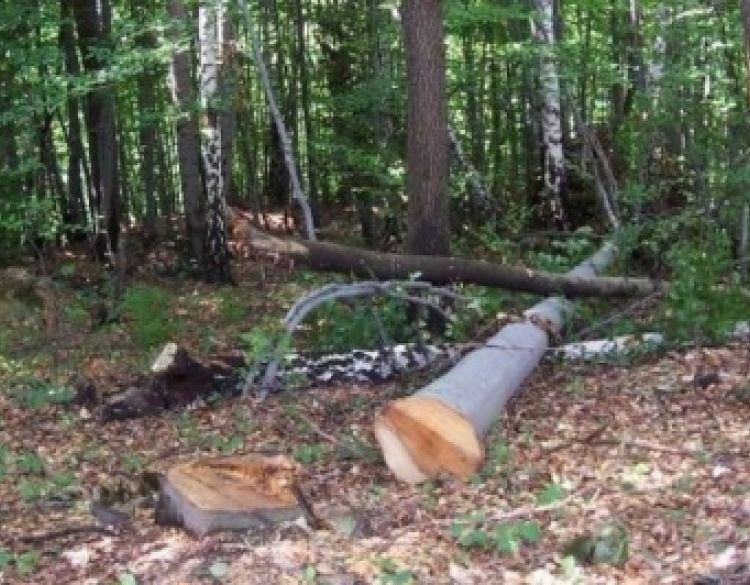 21-godišnjak s područja Požege u šumskom dijelu kraj Stare Lipe posjekao i otuđio stabla u vlasništvu Hrvatskih šuma