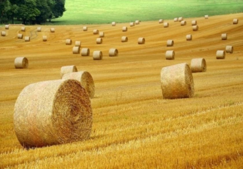 Poljoprivrednicima isplaćeno 505 milijuna eura za potpore zatražene na Jedinstvenom zahtjevu za 2024. godinu